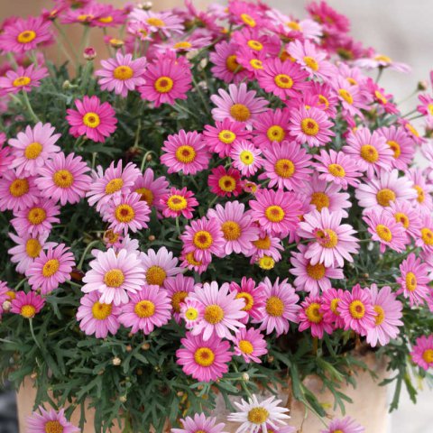 CHRYSANTHEMUM COCCINEUM Robinson's Giants mixed