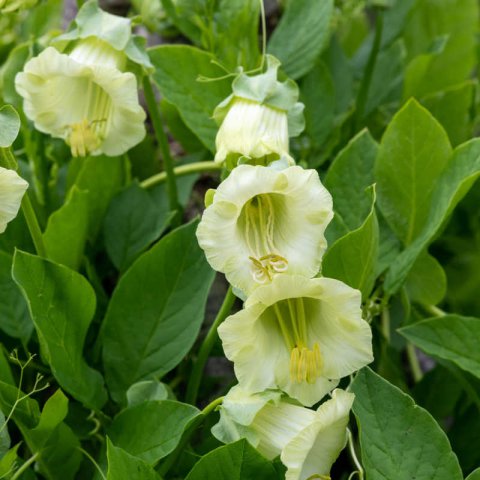 COBAEA SCANDENS - White Cup and Saucer Vine