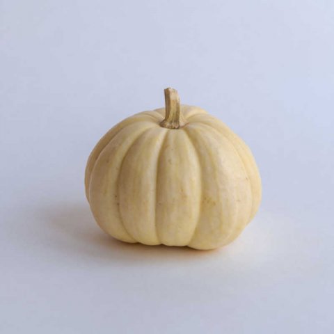 CUCURBITA PEPO - CALABAZA Baby Boo