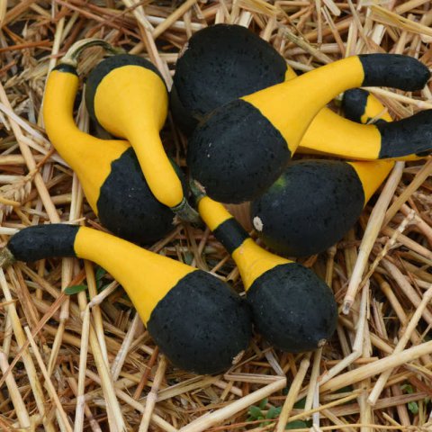 CURCUBITA PEPO - Koshare Pumpkin