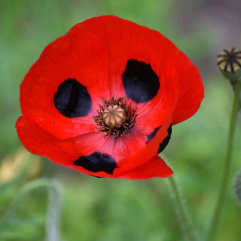 PAPAVER COMMUTATUM - Coquelicot coccinelle