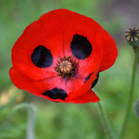 PAPAVER COMMUTATUM - Ladybird Red Poppy