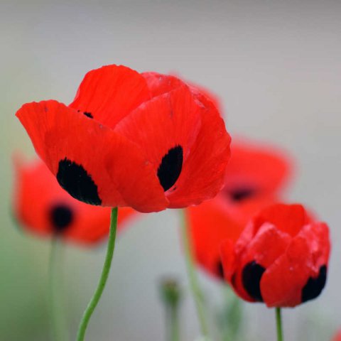 PAPAVER COMMUTATUM - Ladybird Red Poppy