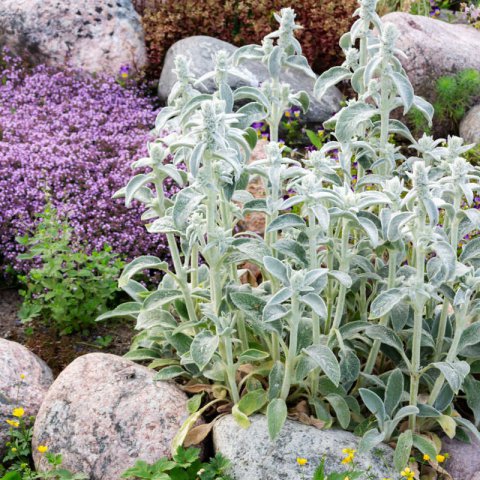 STACHYS LANATA Pink