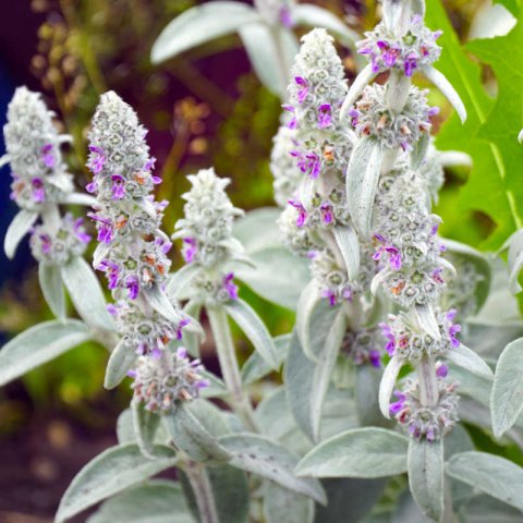 STACHYS LANATA Pink