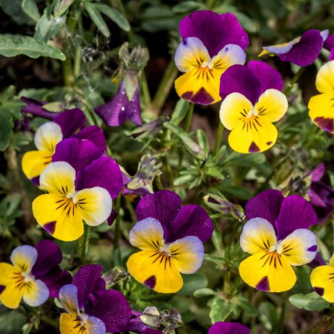 VIOLA TRICOLOR - Pensamiento silvestre