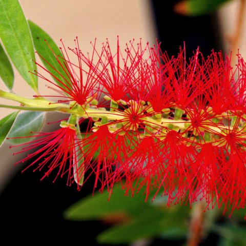 CALLISTEMON VIMINALIS Captain Cook