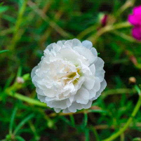 PORTULACA GRANDIFLORA White extra (Double fl.)