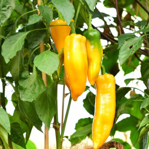 CAPSICUM ANNUUM - PIMIENTO DULCE Corno di Toro Giallo