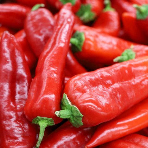 CAPSICUM ANNUUM - POIVRON ITALIEN