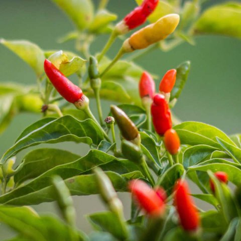 CAPSICUM FRUTESCENS - CHILE Birds Eye