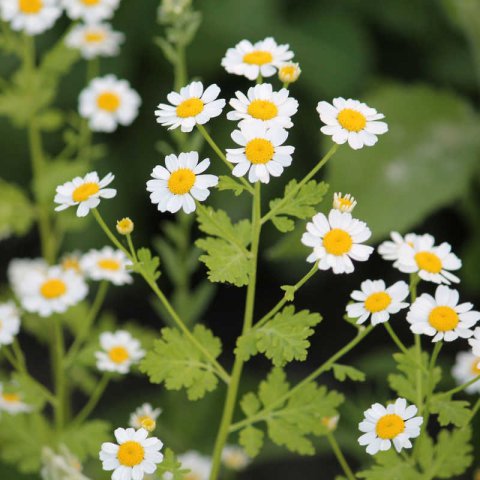 TANACETUM PARTHENIUM - Hierba de San Juan