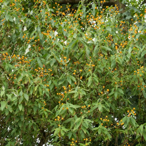 BUDDLEJA GLOBOSA - Orange Ball Tree