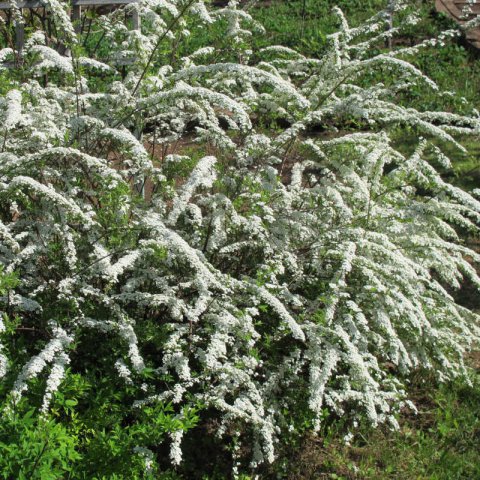 SPIRAEA x CINEREA Grefsheim