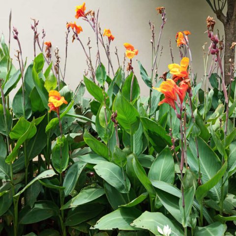 CANNA INDICA - Indian Shot