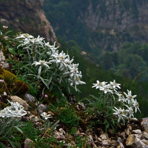 LEONTOPODIUM ALPINUM