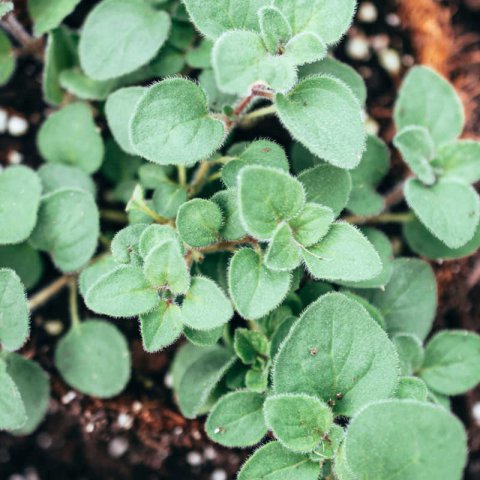 ORIGANUM VULGARE subsp. HIRTUM
