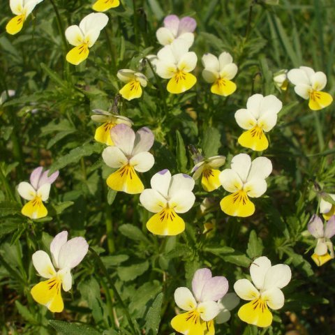 VIOLA ARVENSIS