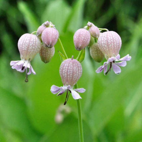 SILENE VULGARIS