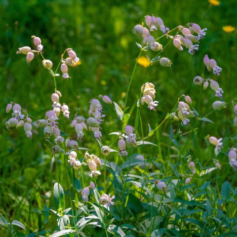 SILENE VULGARIS