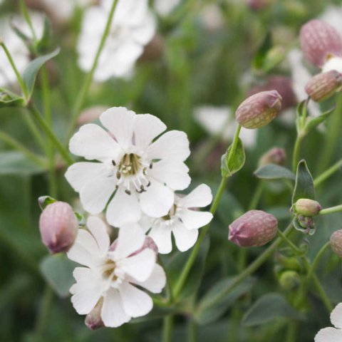 SILENE VULGARIS