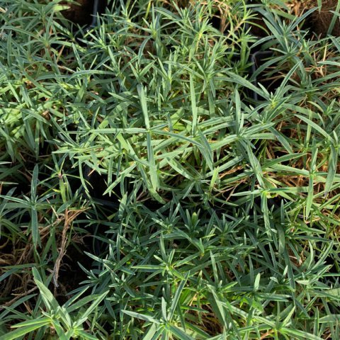 DIANTHUS CORSICUS