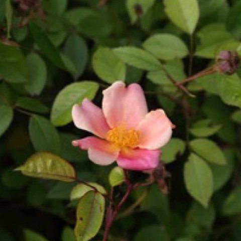 ROSA x ODORATA Mutabilis - Rose de Chine Mutabilis