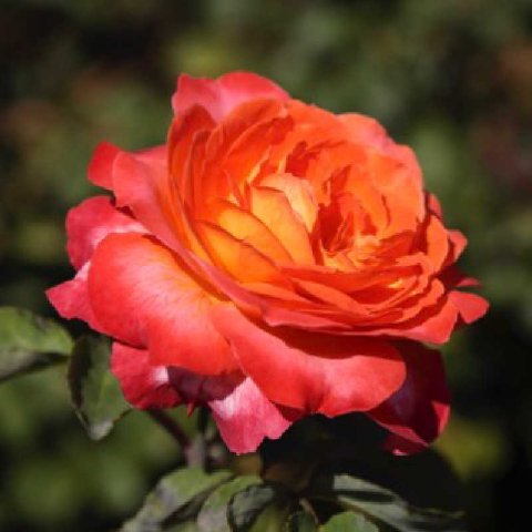 Rosier BETINA Rosapot