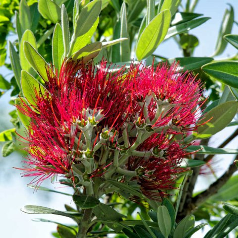 METROSIDEROS EXCELSA - rbol de hierro
