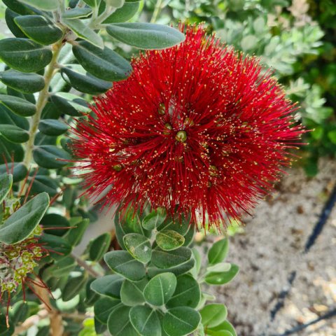 METROSIDEROS EXCELSA - rbol de hierro
