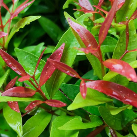SYZYGIUM PANICULATUM Newport - Cereza magenta Newport