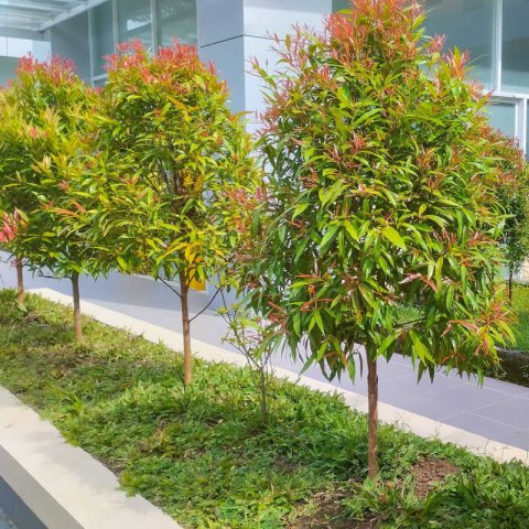 SYZYGIUM PANICULATUM Newport (Eugenia paniculata)