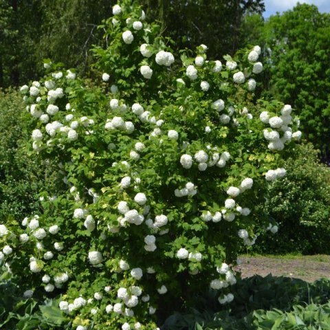 VIBURNUM OPULUS Roseum