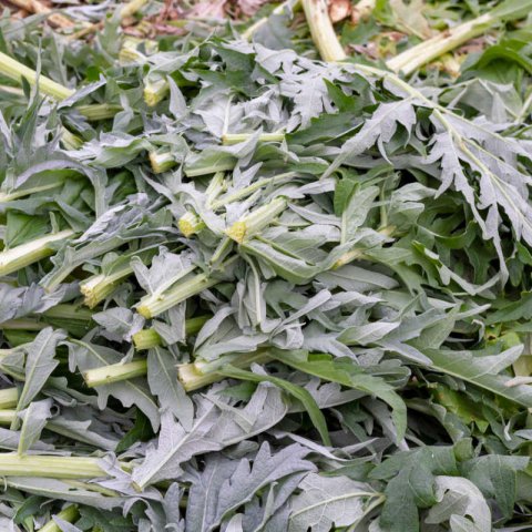 CYNARA CARDUNCULUS Plein blanc inerme