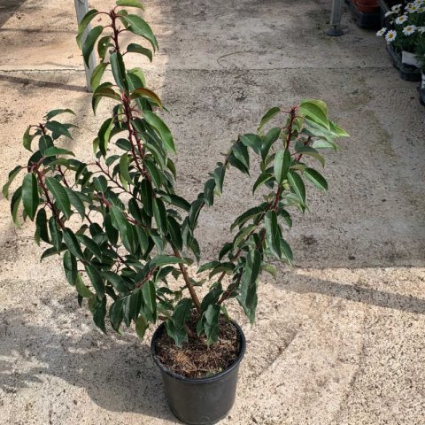 PRUNUS LUSITANICA - Loro