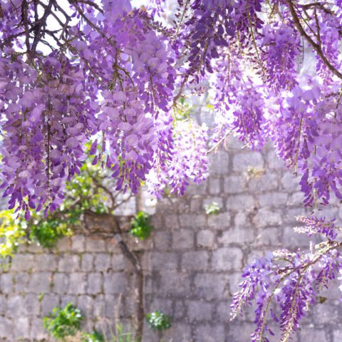 WISTERIA FLORIBUNDA Violacea