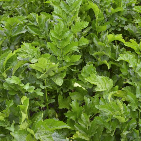 PASTINACA SATIVA - PARSNIP Guernsey (Organic seeds)