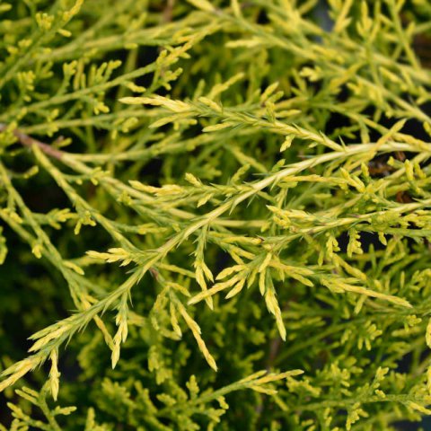 JUNIPERUS x MEDIA Pfitzeriana Aurea