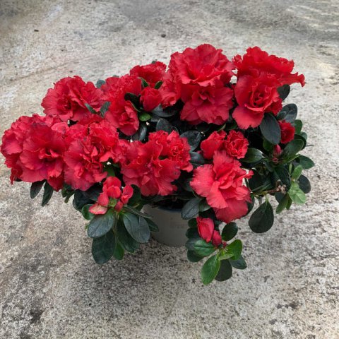 RHODODENDRON INDICUM Rouge - Azale rouge