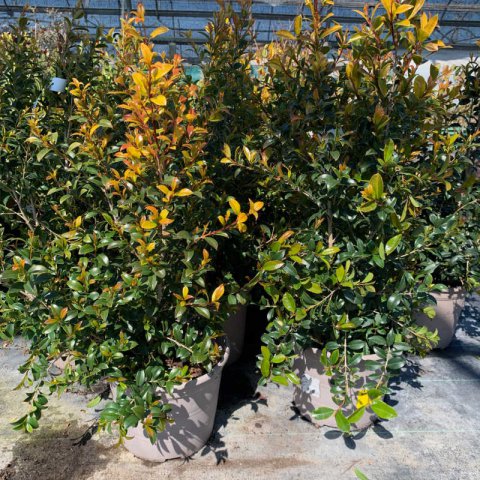 SYZYGIUM PANICULATUM Newport - Cereza magenta Newport
