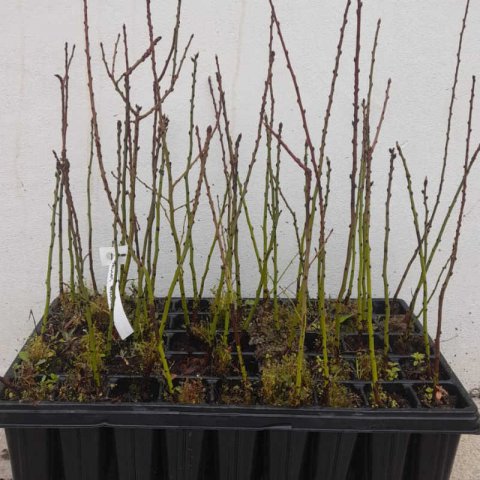 PRUNUS DULCIS var. DULCIS - Almendro dulce