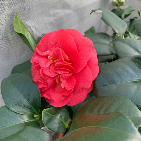 CAMELLIA JAPONICA Campbellii