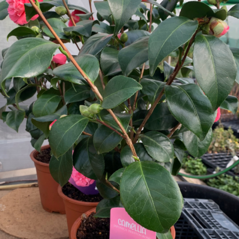 CAMELLIA JAPONICA Preston Rose