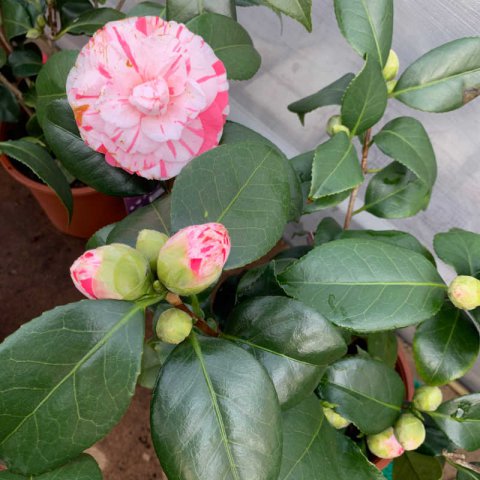 CAMELLIA JAPONICA Contessa Lavinia Maggi