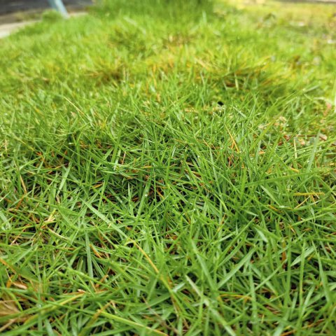 ZOYSIA TENUIFOLIA