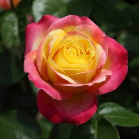 ROSAL MEILLAND Oriental PEACE  Baipeace