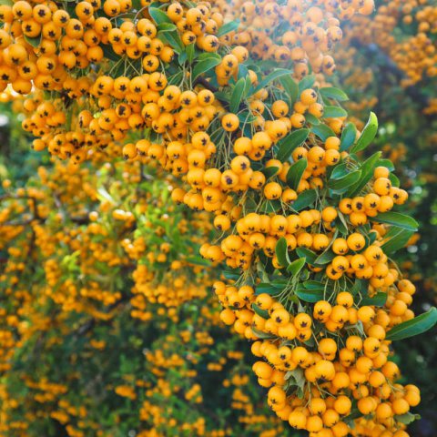 PYRACANTHA SOLEIL D'OR