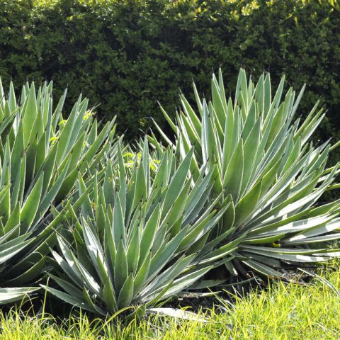 AGAVE ANGUSTIFOLIA