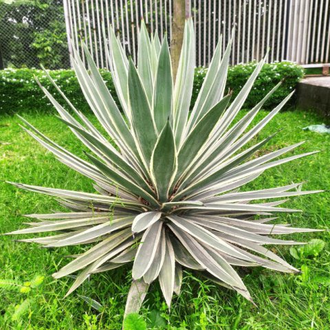 AGAVE ANGUSTIFOLIA