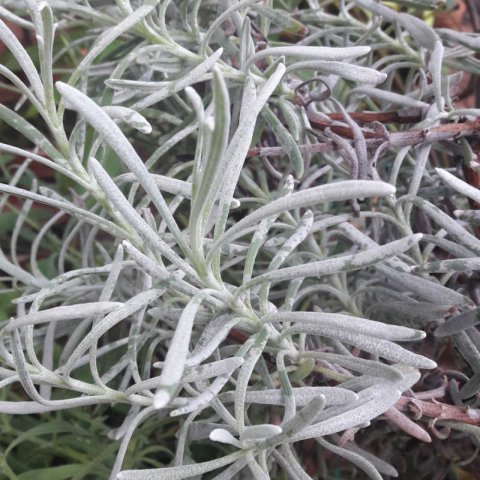 LAVANDULA LANATA